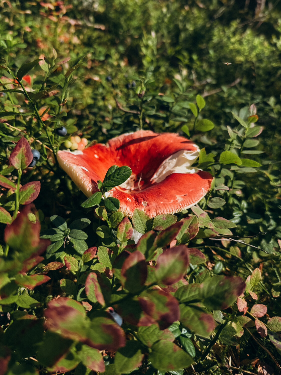 Photo #13955586