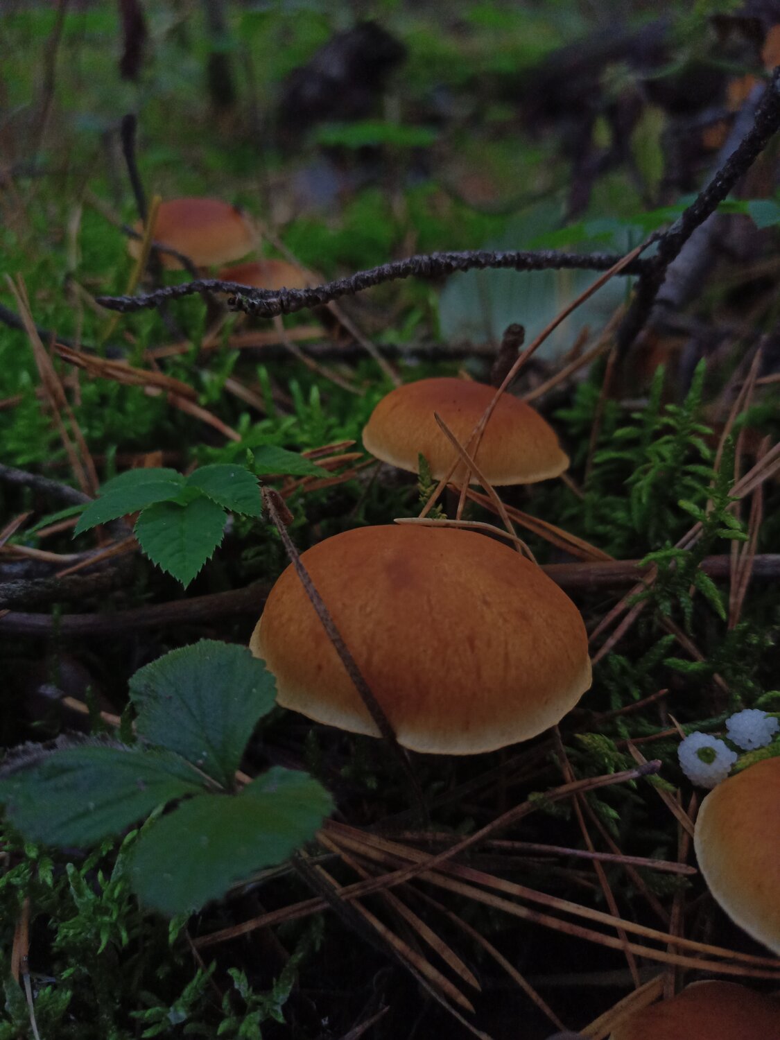 Photo #13955715