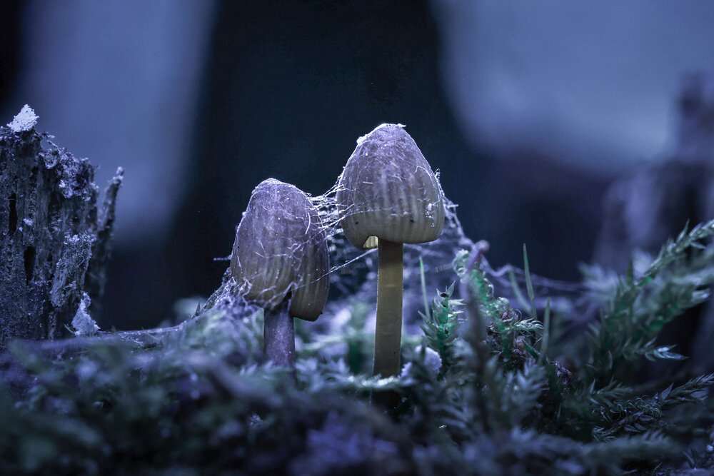 Photograph by Наталья Илюхина