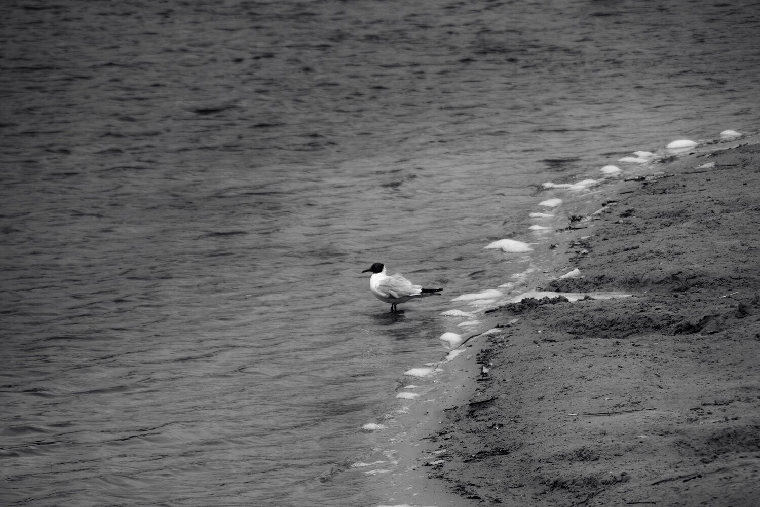 Photo #13955751