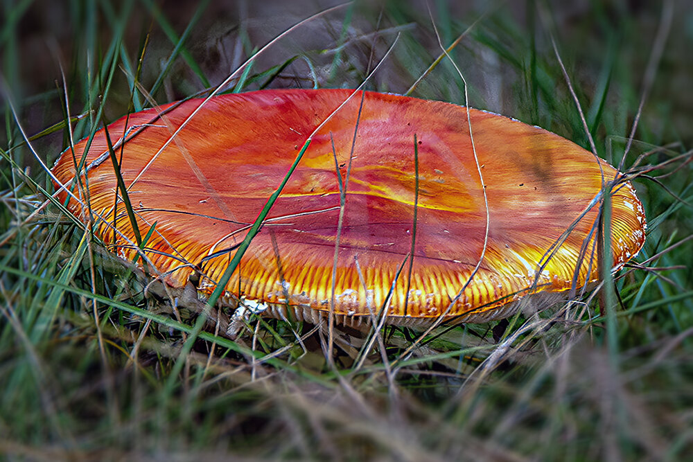 Photograph by Slavko Rošul