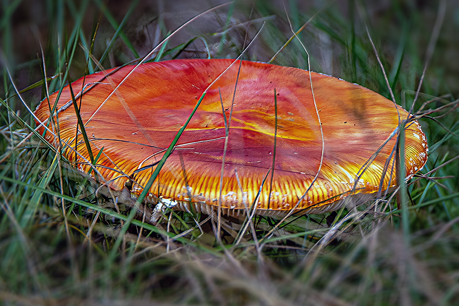Photo #13955755