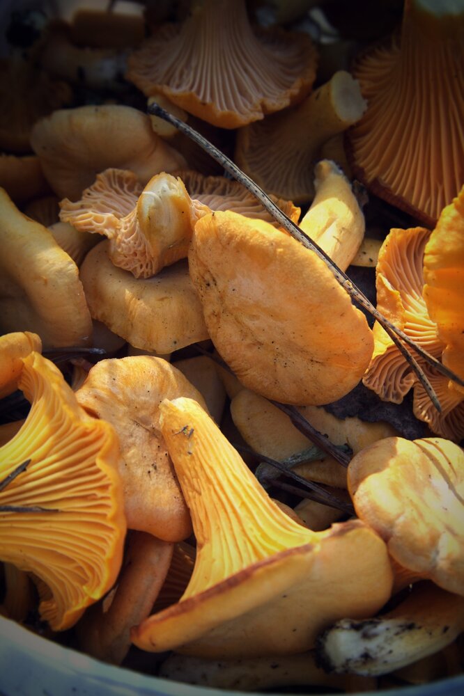 Photograph by Ольга Решетникова