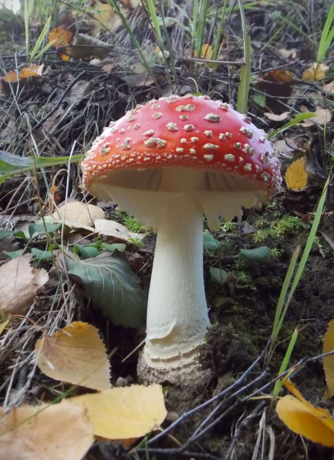Photo #13955836