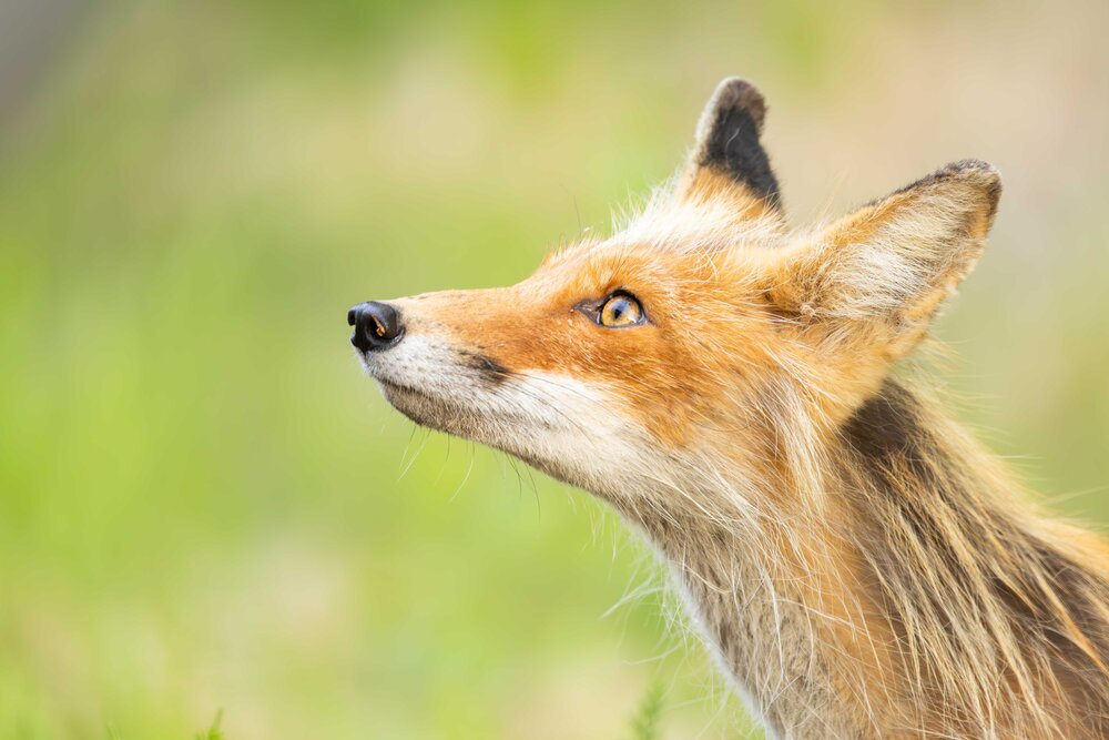 Photograph by Alexei Kriptozoy