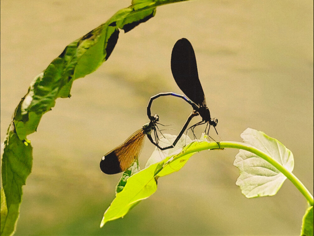 Photograph by Елена Кривенко
