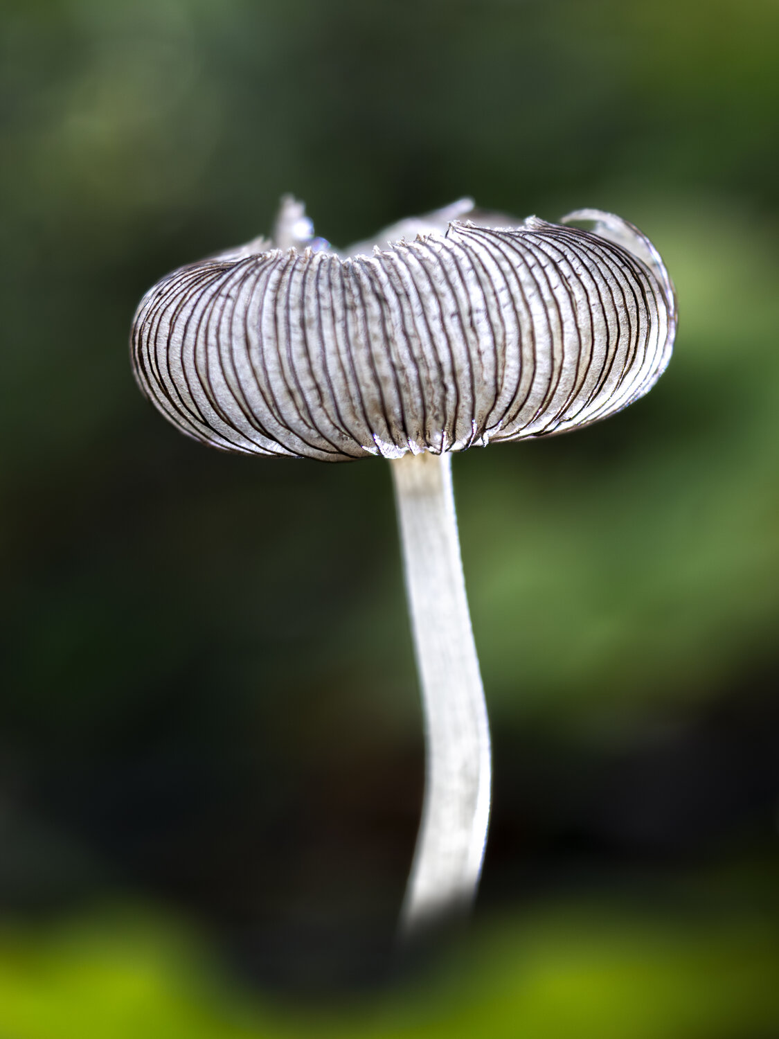 ToadstoolLines