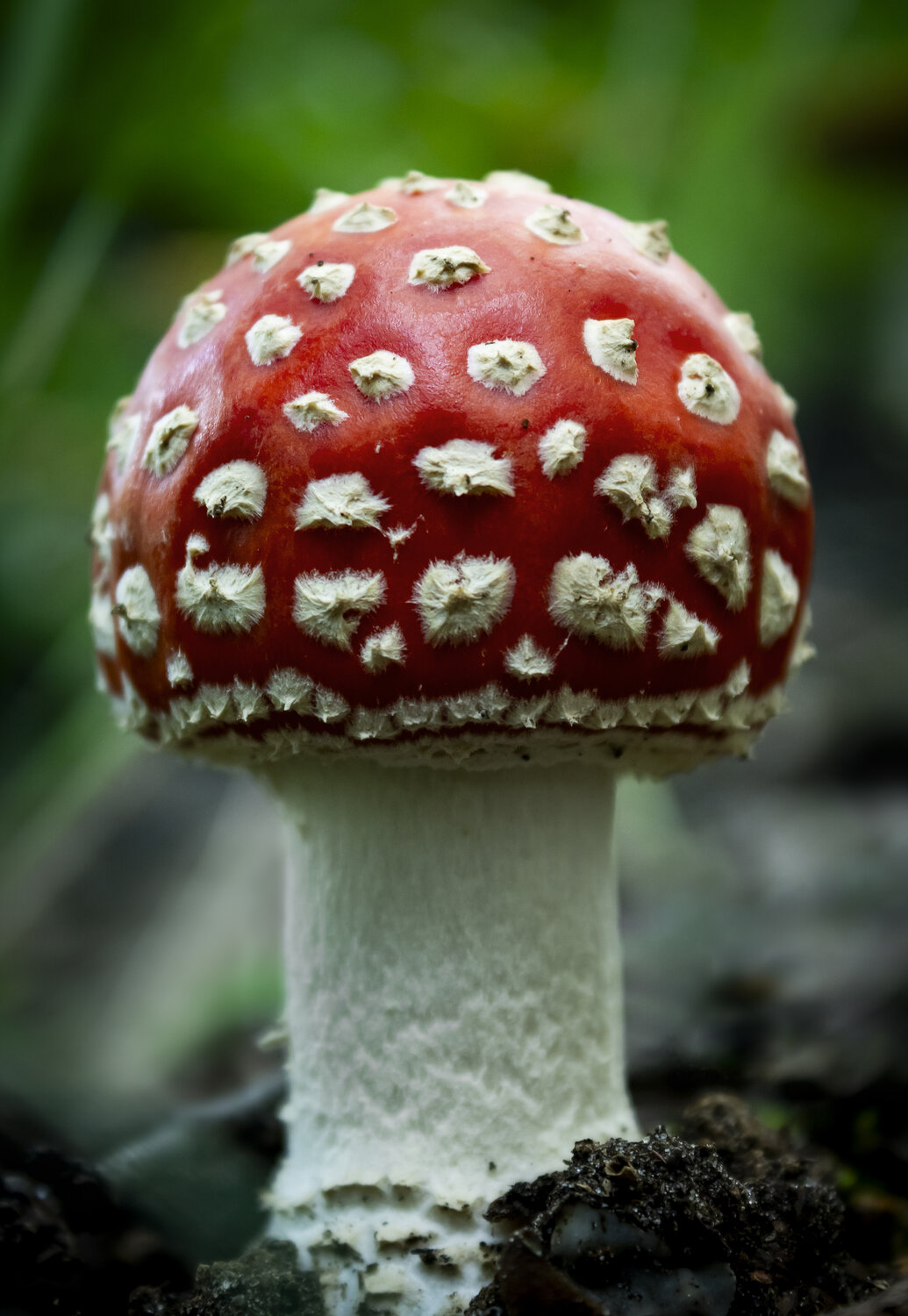 RedRuff