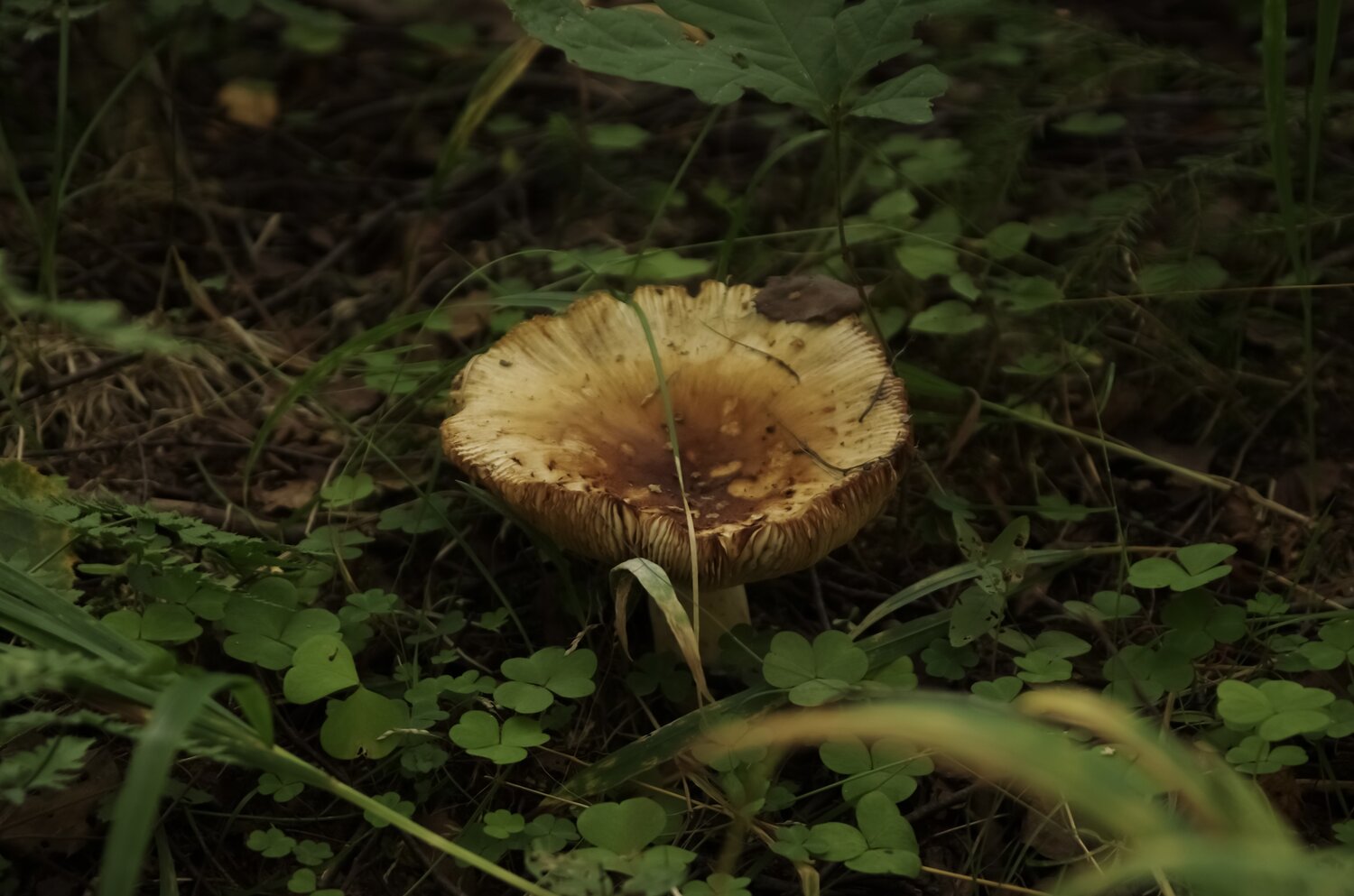 Photo #13956024