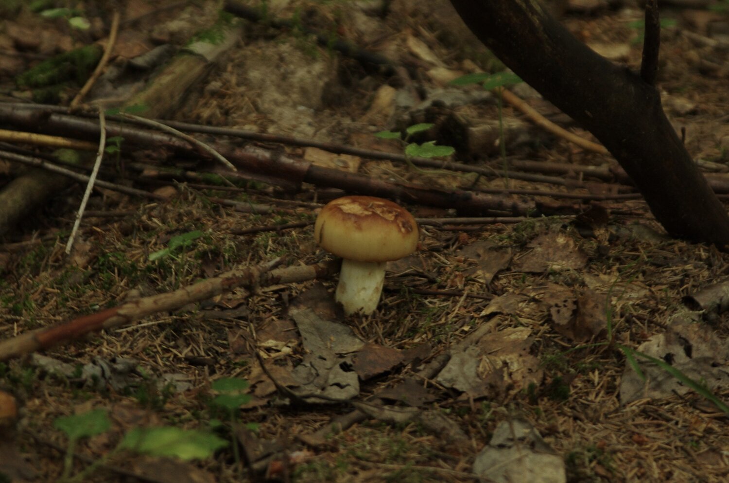 Photo #13956029