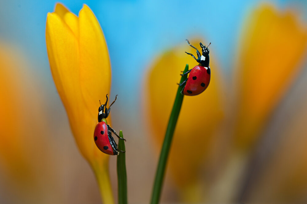 Photograph by Tsvetan Ganev