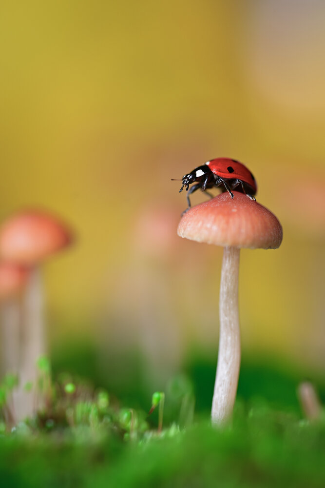 Photograph by Tsvetan Ganev