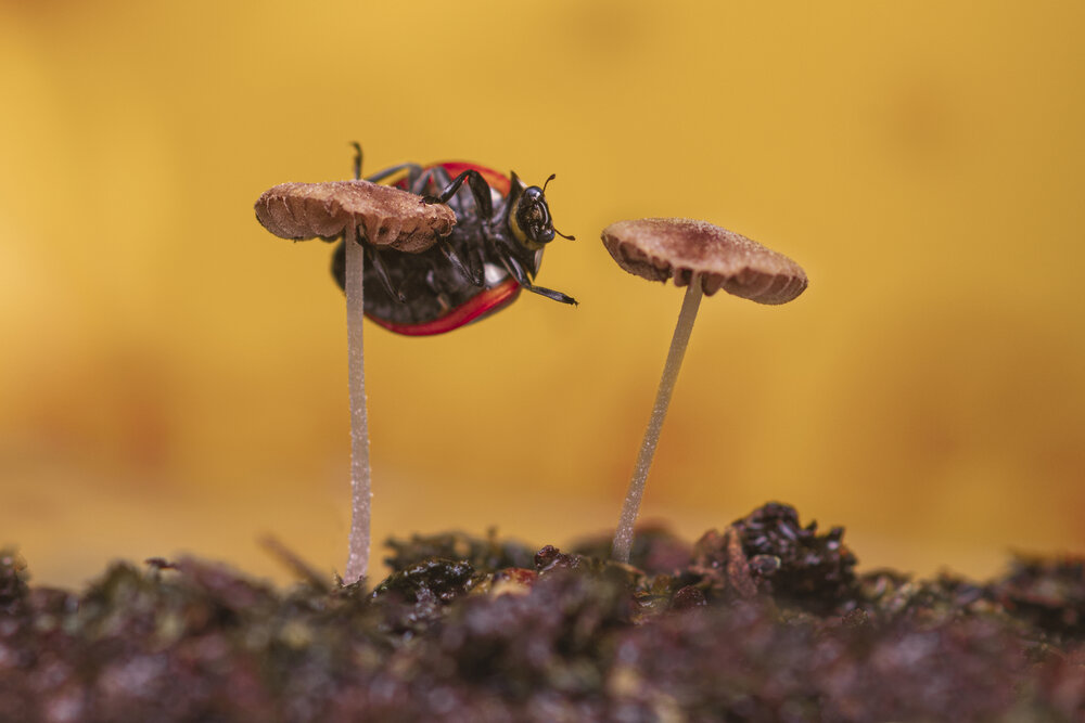 Photograph by Tsvetan Ganev