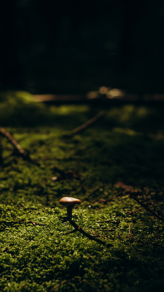 Photo #13956298