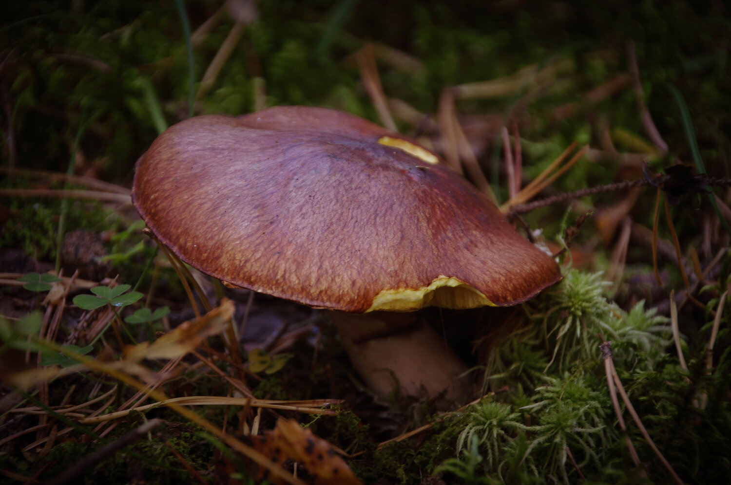 Photo #13956411