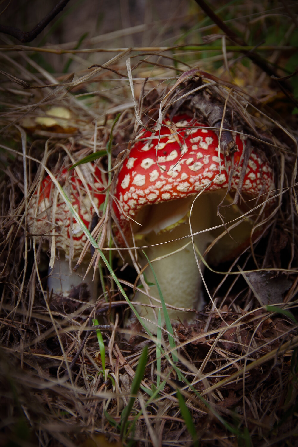 Photo #13956413