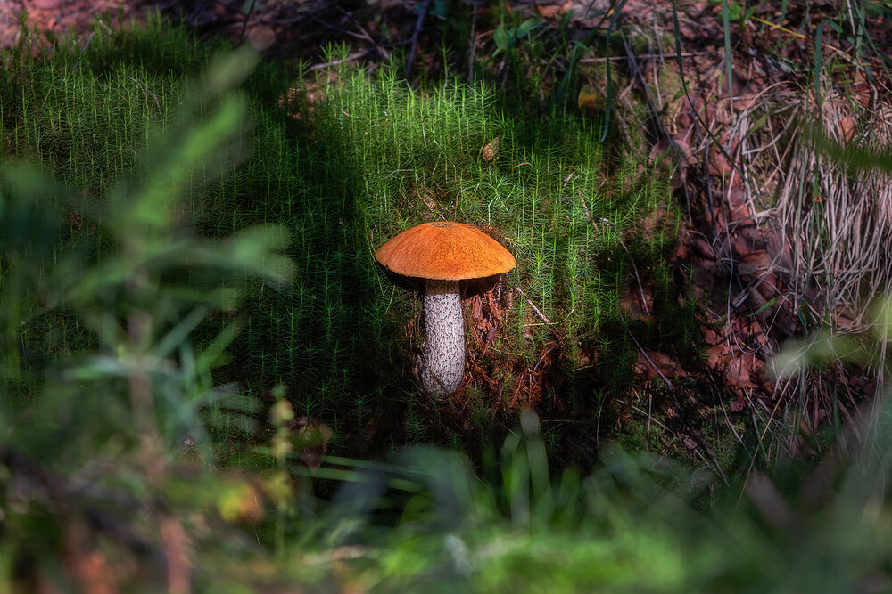 Photograph by Alexander Pashenichev
