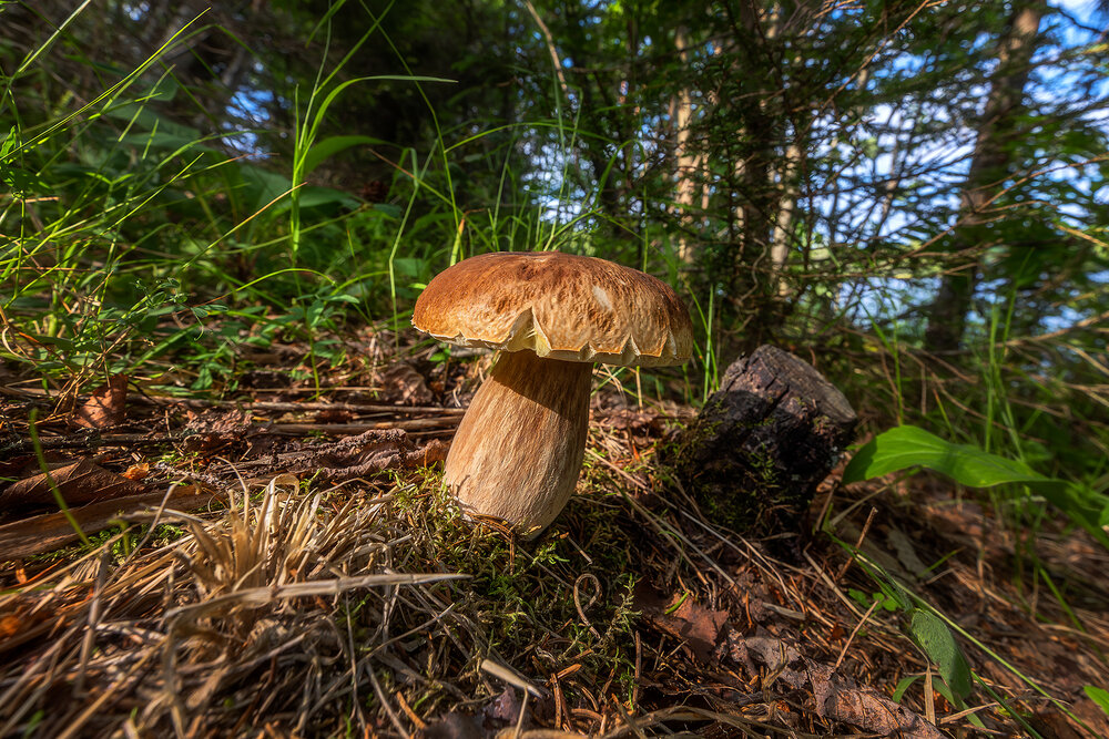 Photograph by Alexander Pashenichev