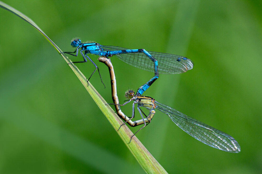 Photograph by Юлия Хобта