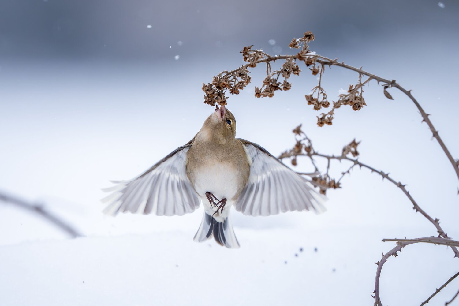 Feeding Finch