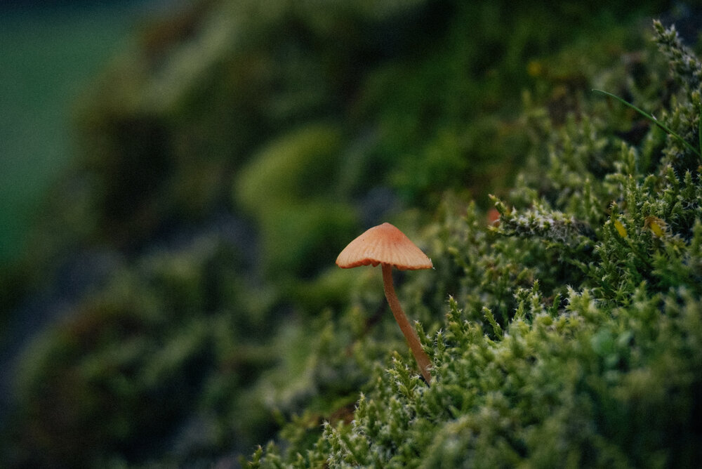 Фотография автора Ирина Шауро