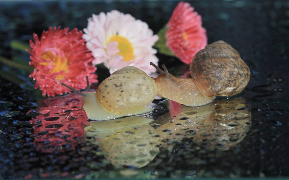 Photograph by Леунина Людмила