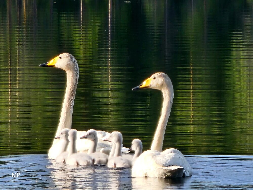 Photograph by mirja pasanen