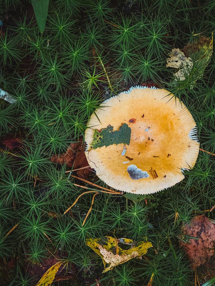 Photograph by Елена Брижеватая