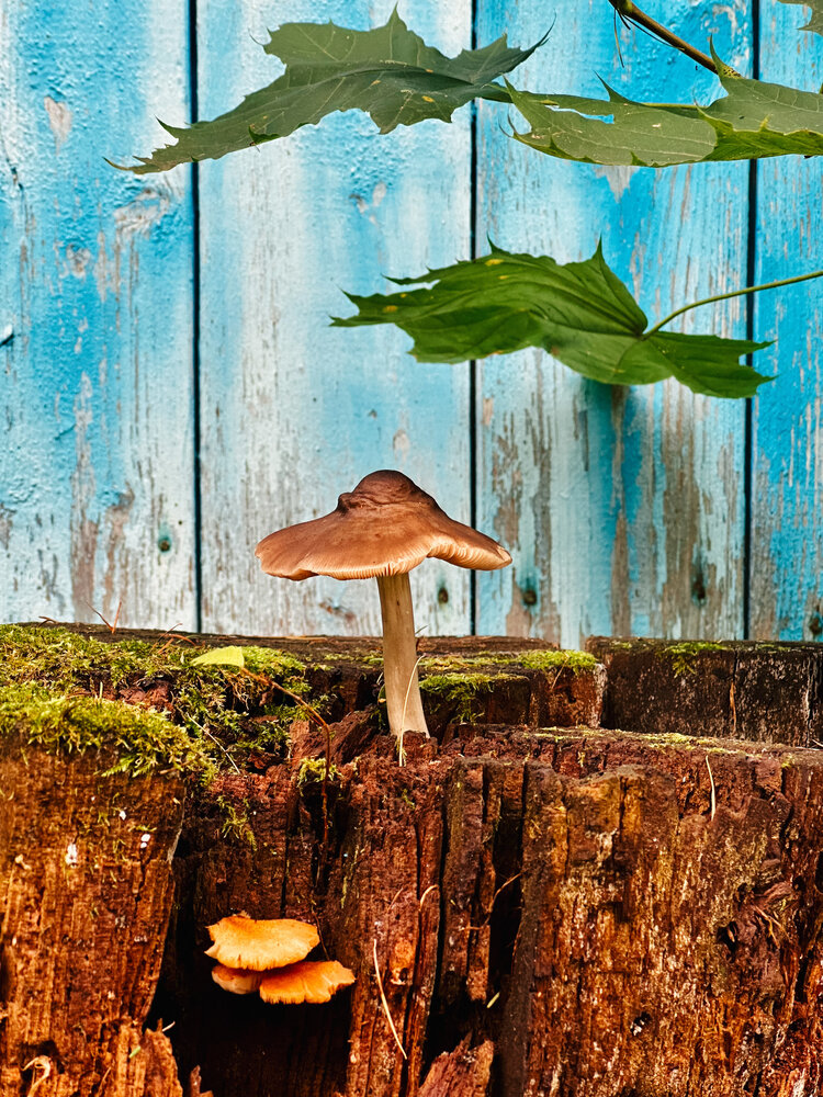 Photograph by Елена Брижеватая