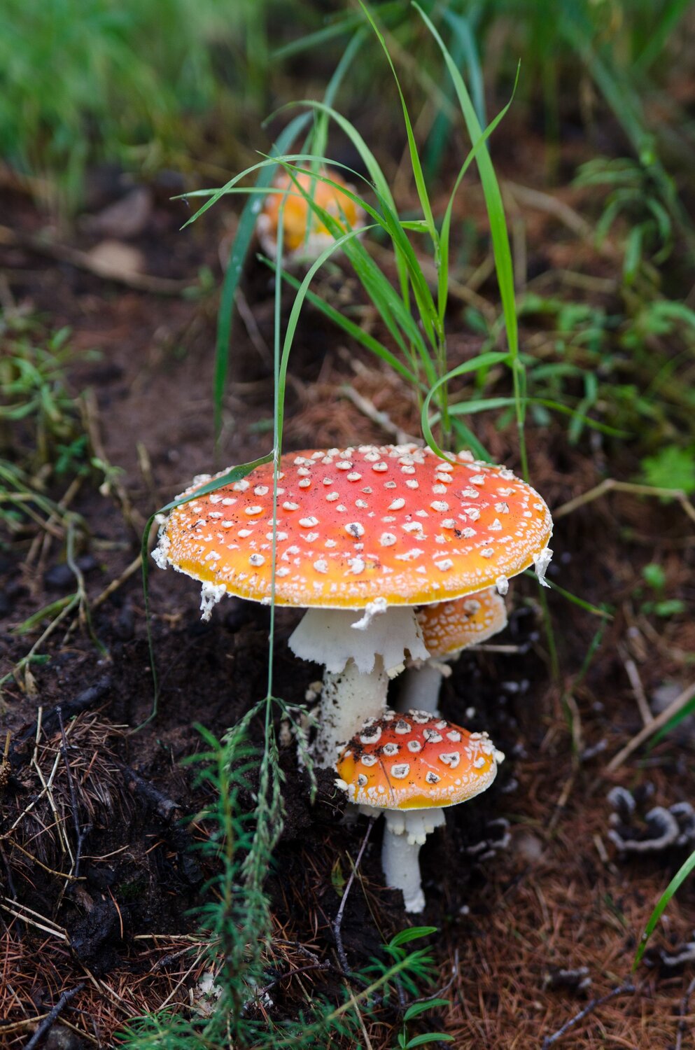Photo #13957048