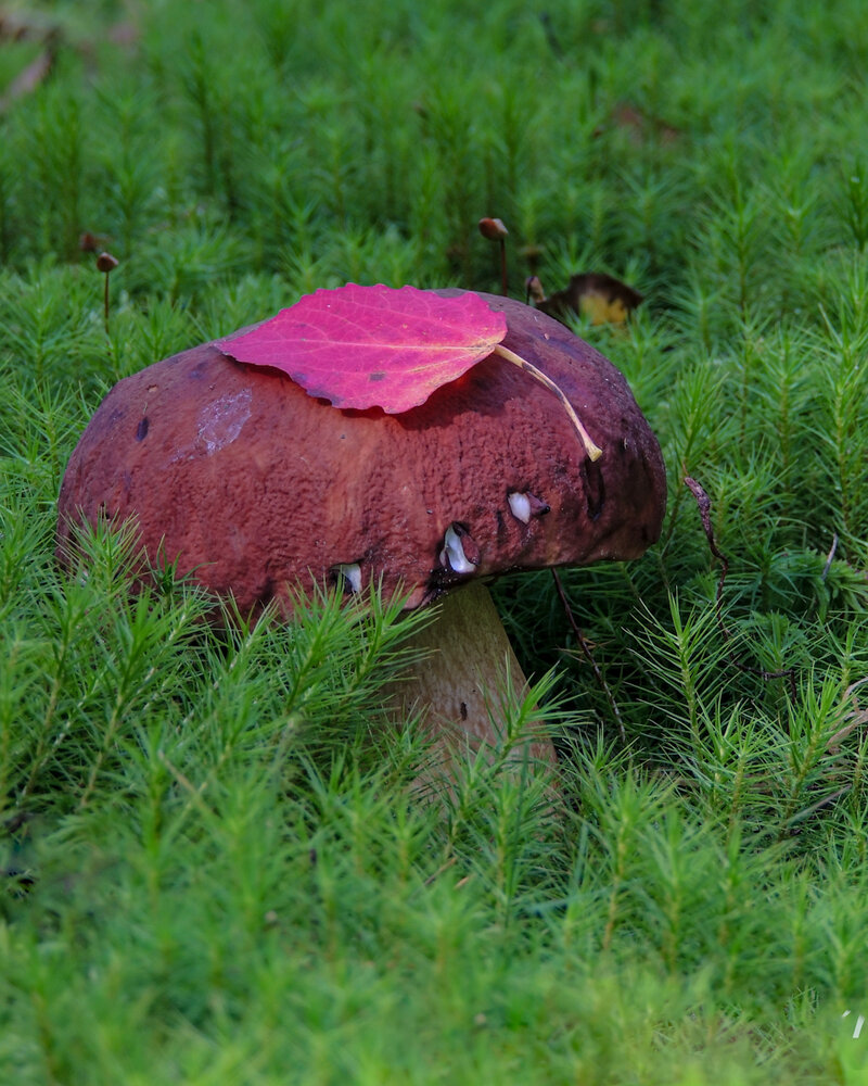 Photograph by Наталья Балабанова