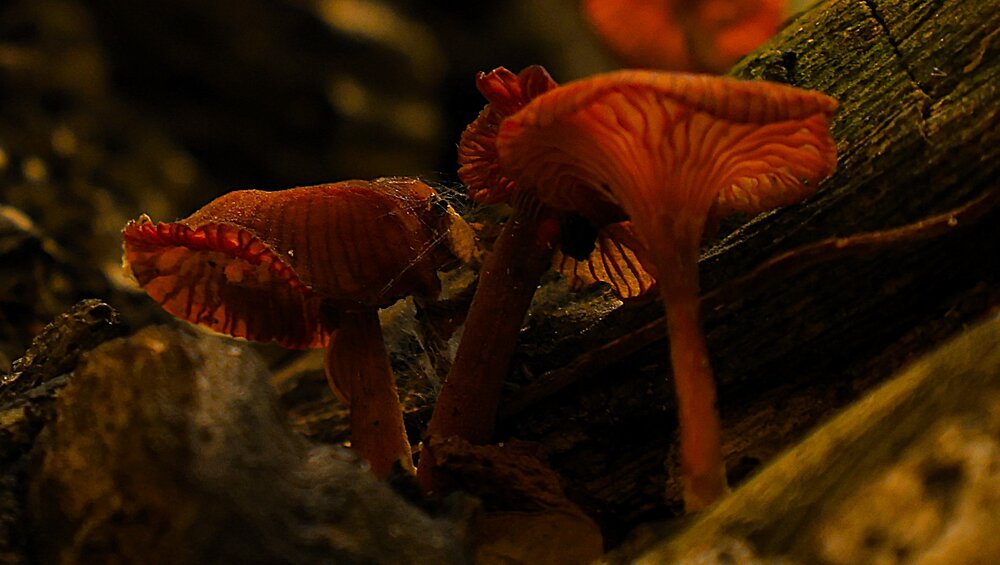 Photograph by G GOVIL