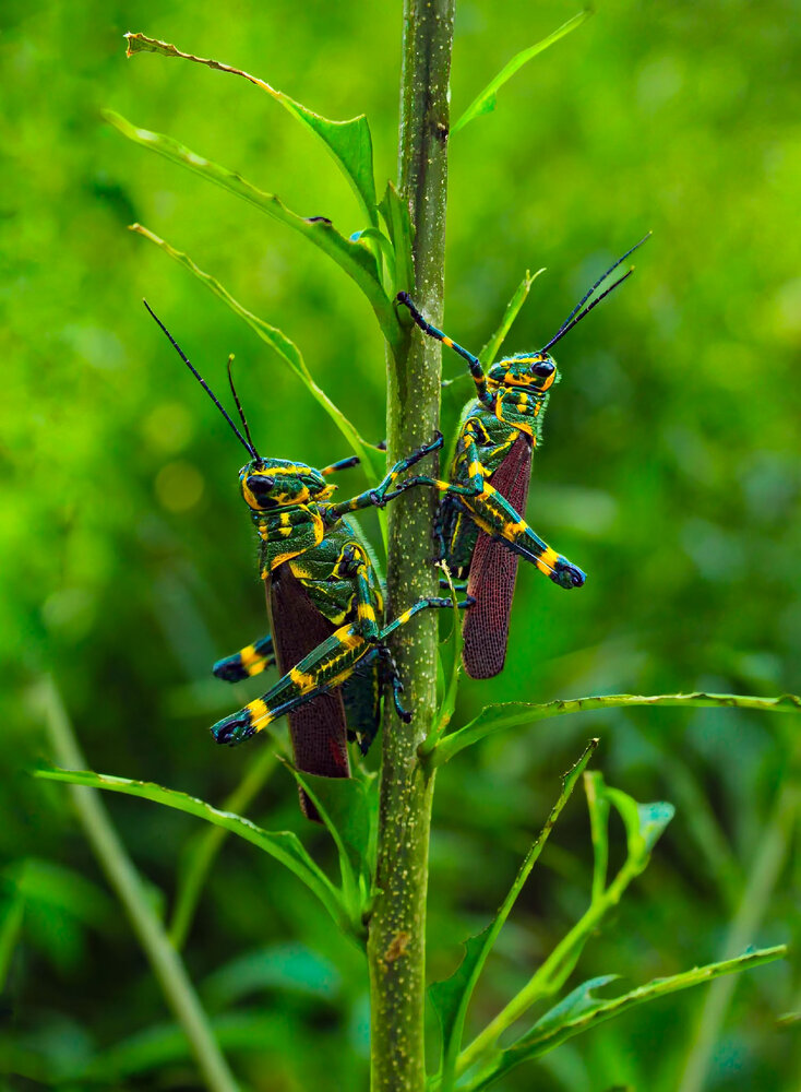 Pair of grasshoppers