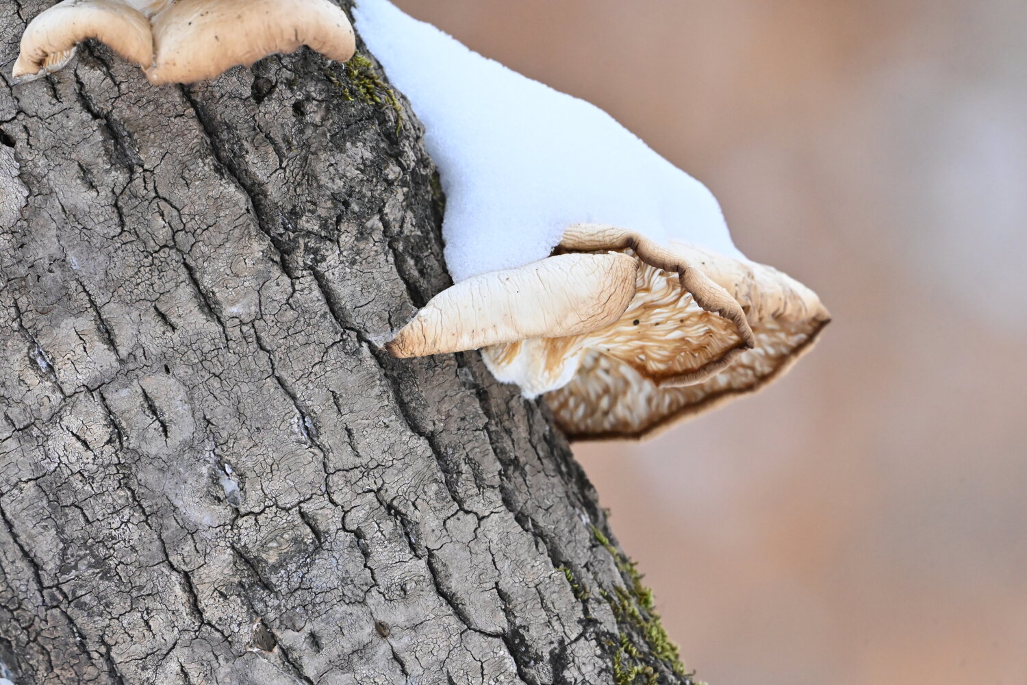 Photo #13957202