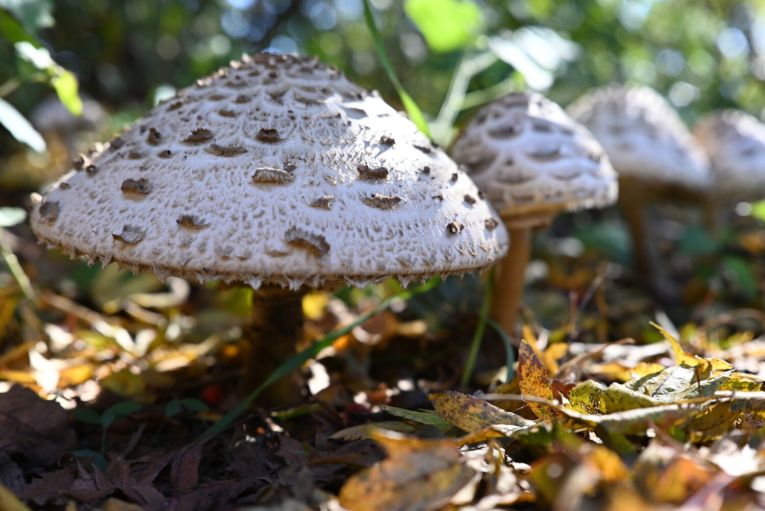 Photo #13957204