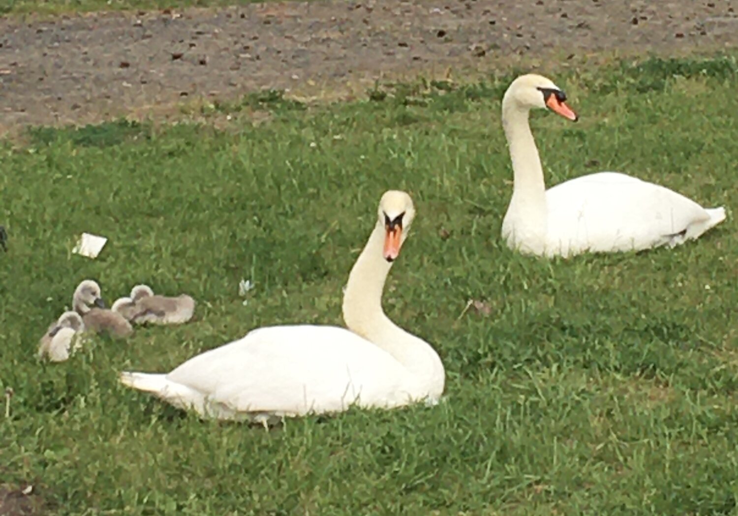 Photo #13957213