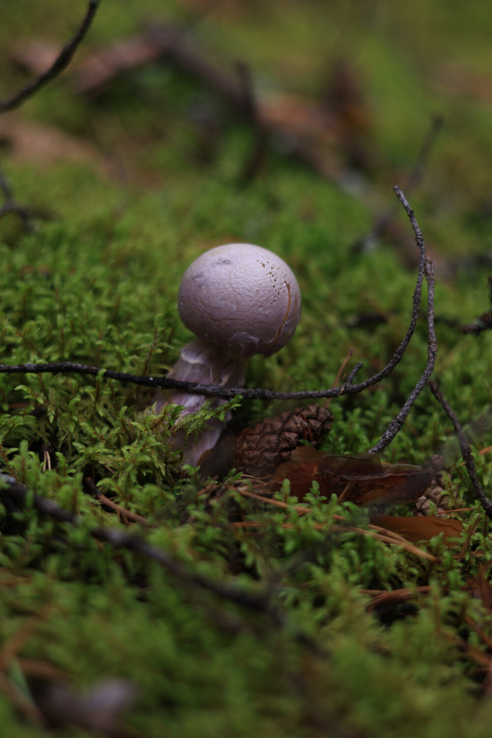 Photo #13957215