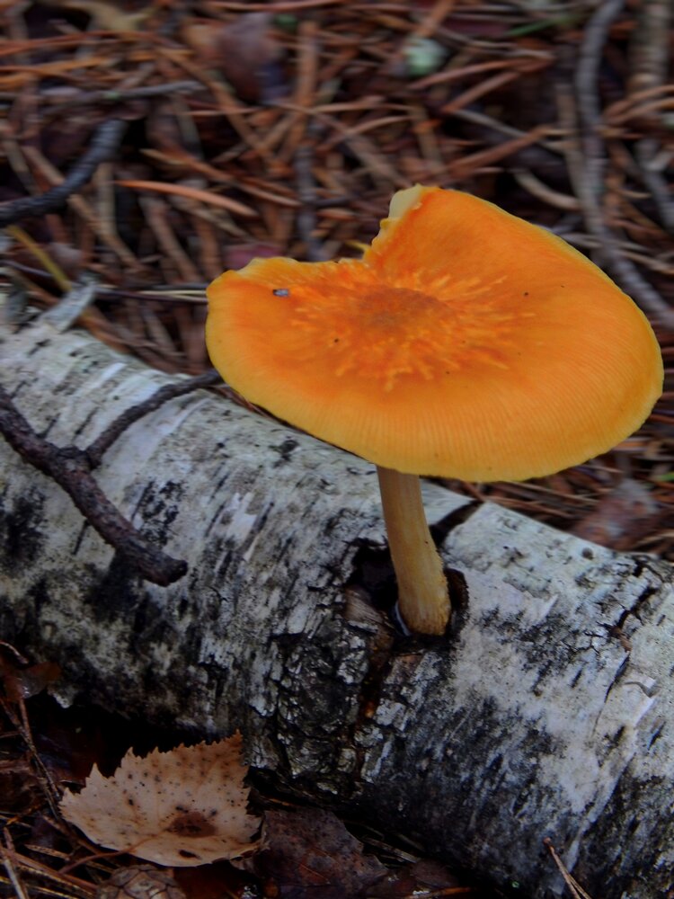 Photograph by Дарья Глухова