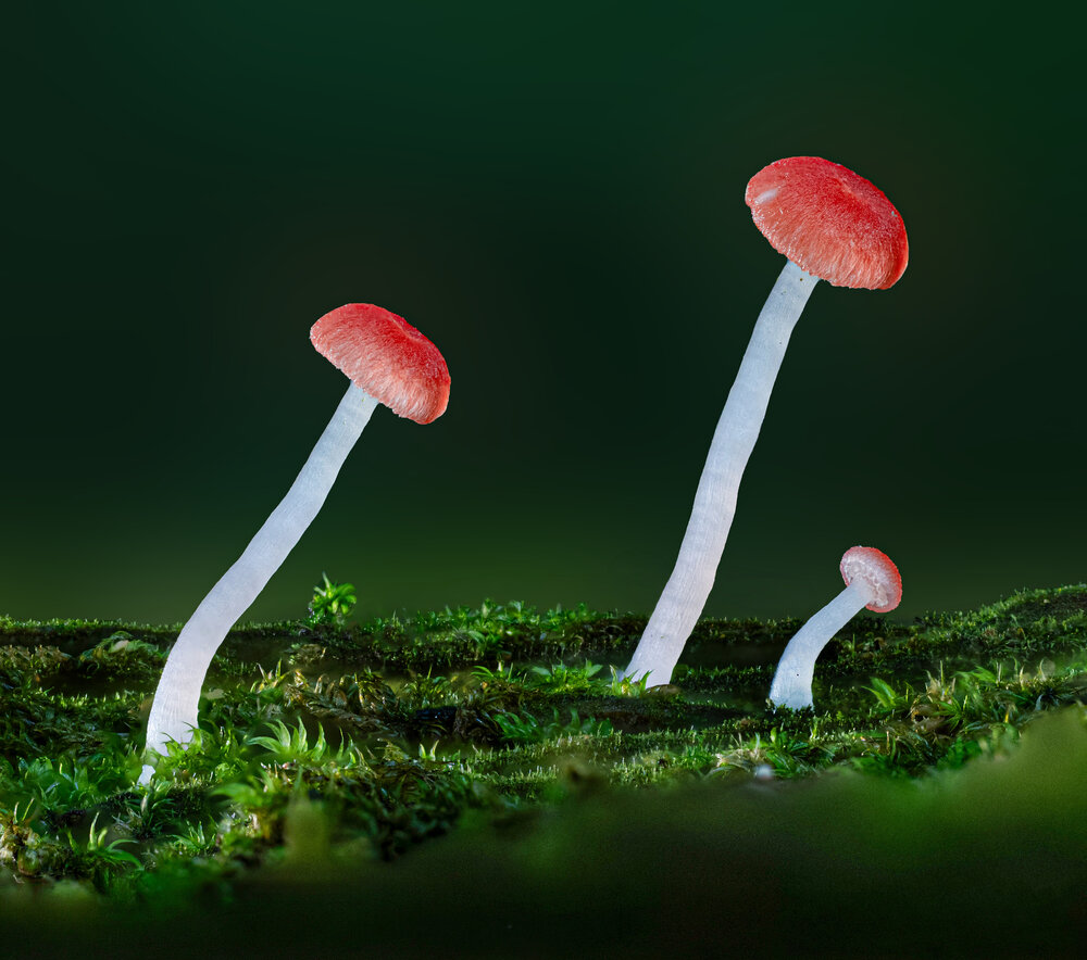 Photograph by Binh Tong