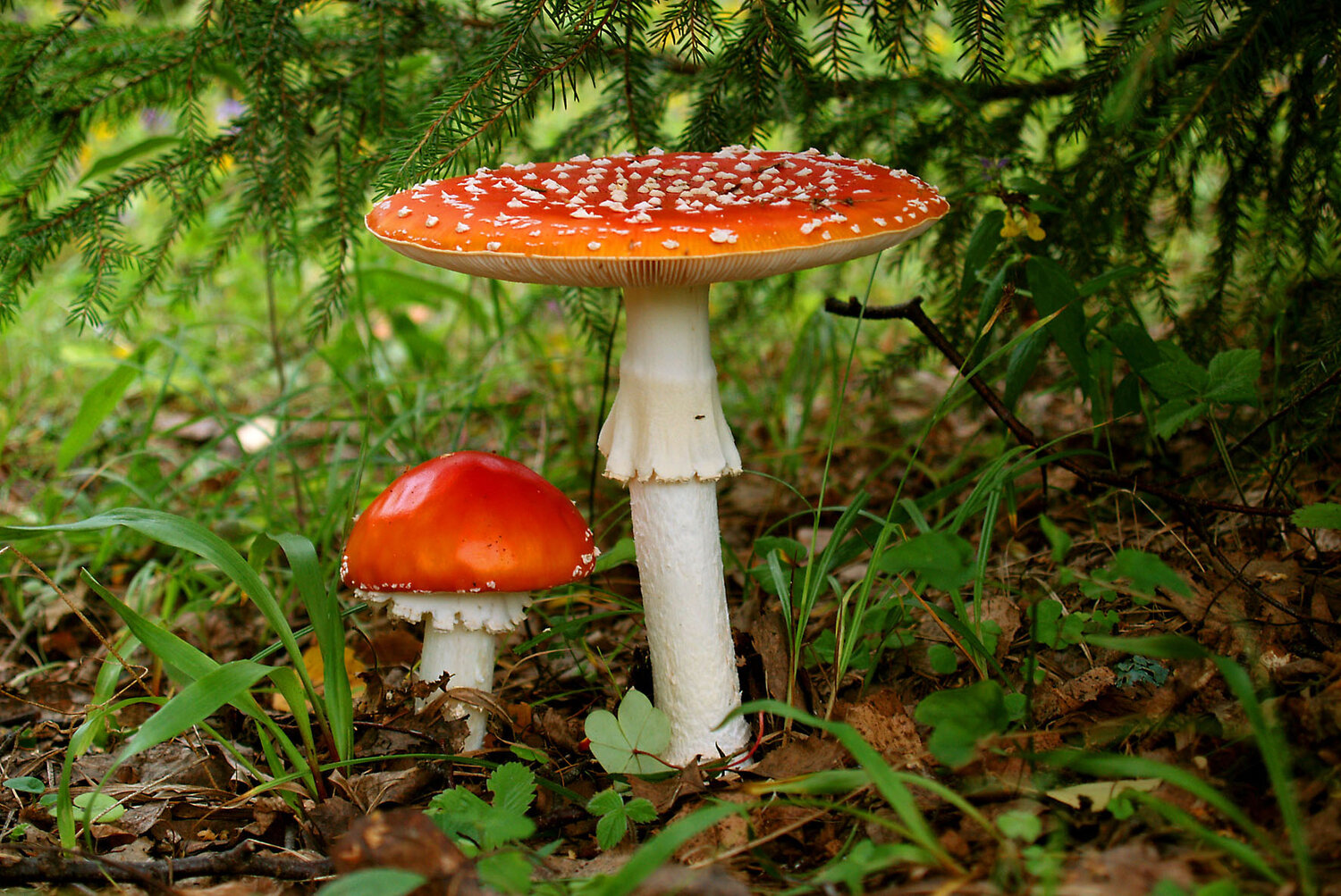 Photo #13957378