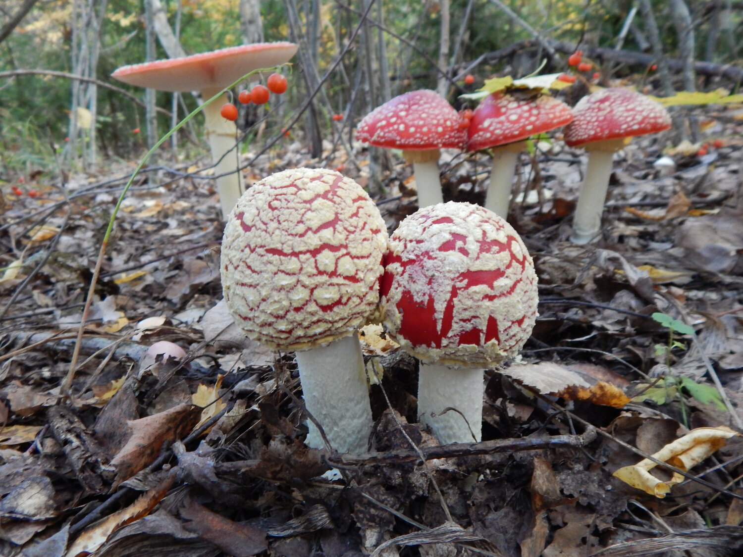 Photo #13957403