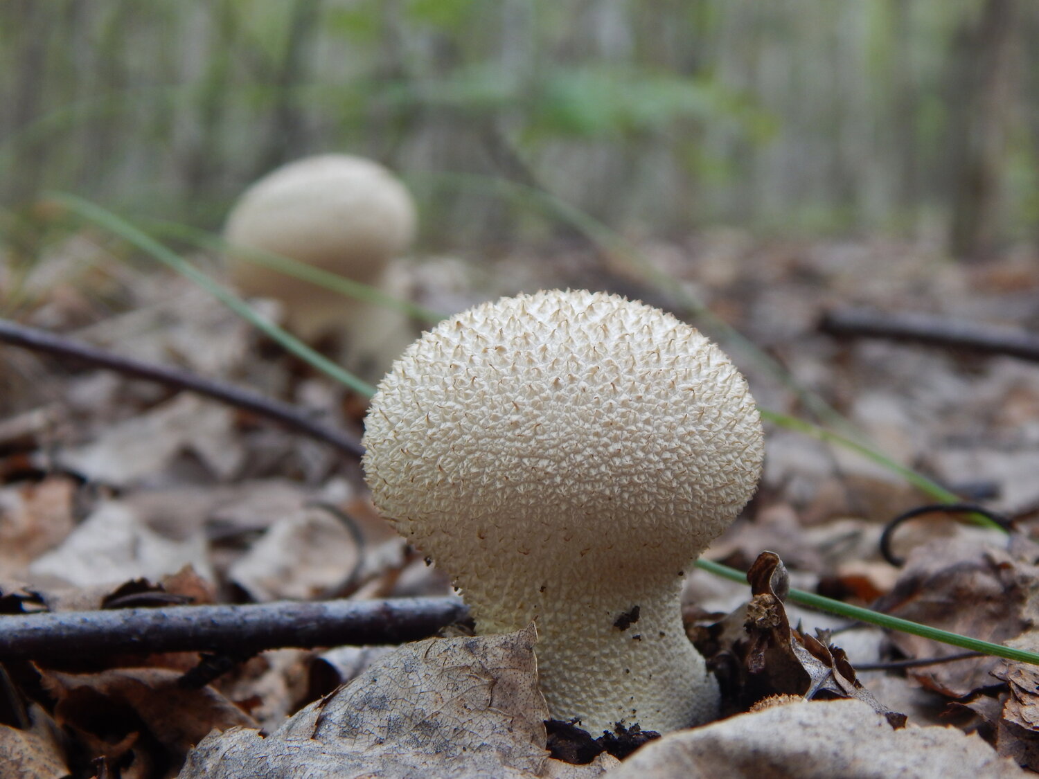 Photo #13957405