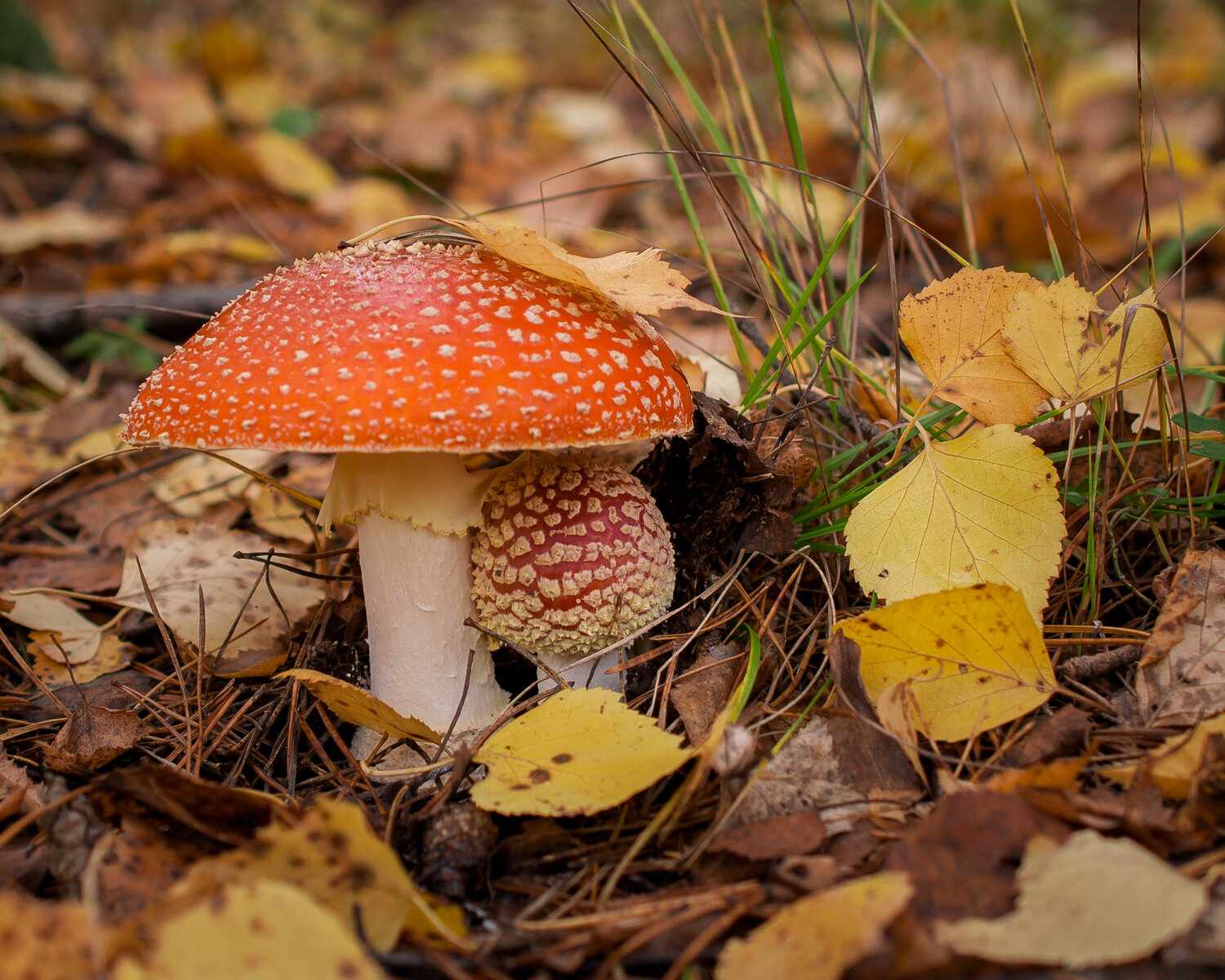 Photo #13957457