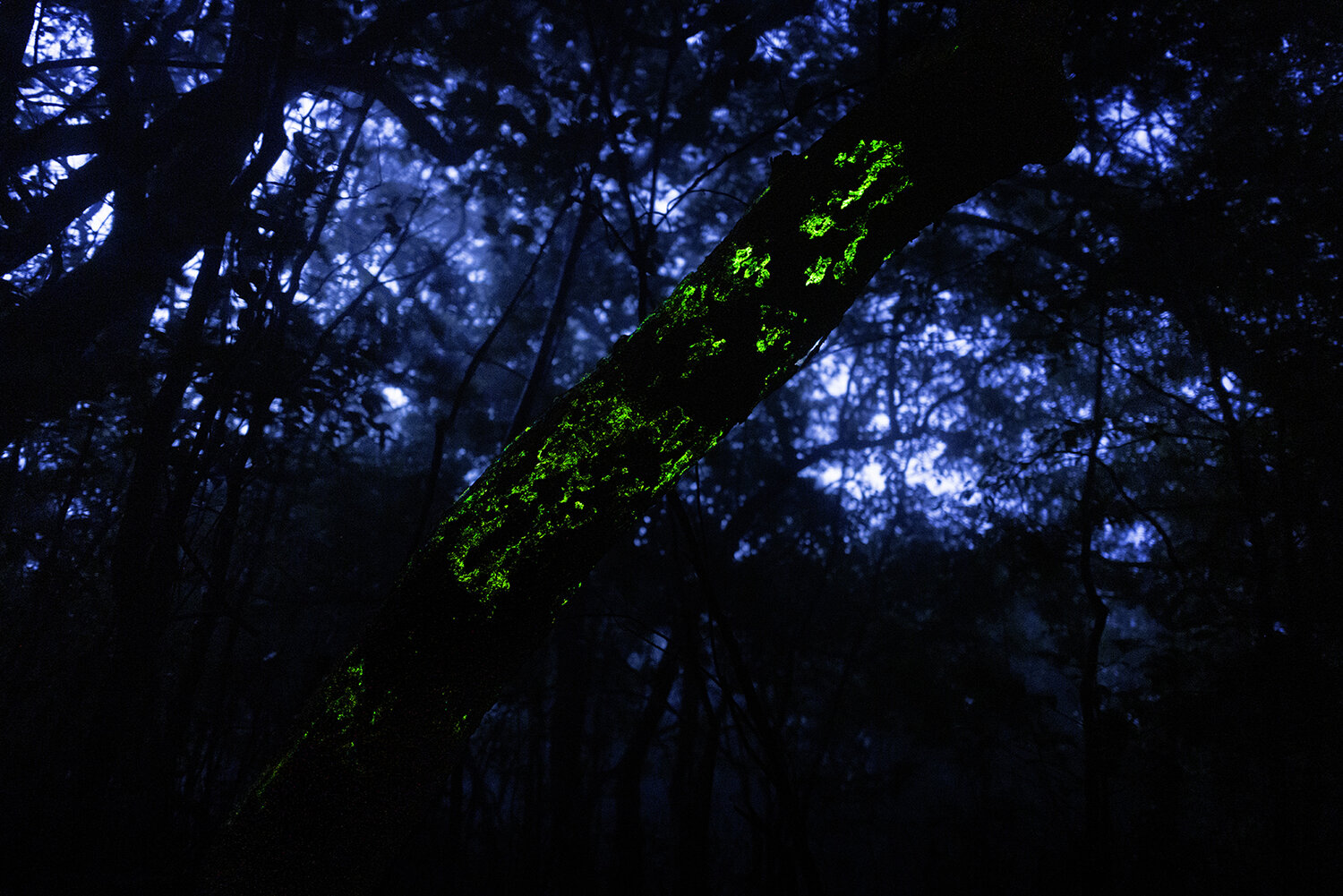 Photo #13957474