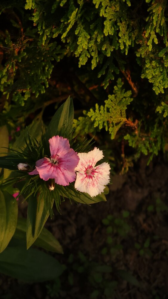 Photograph by Mankotia Shalini