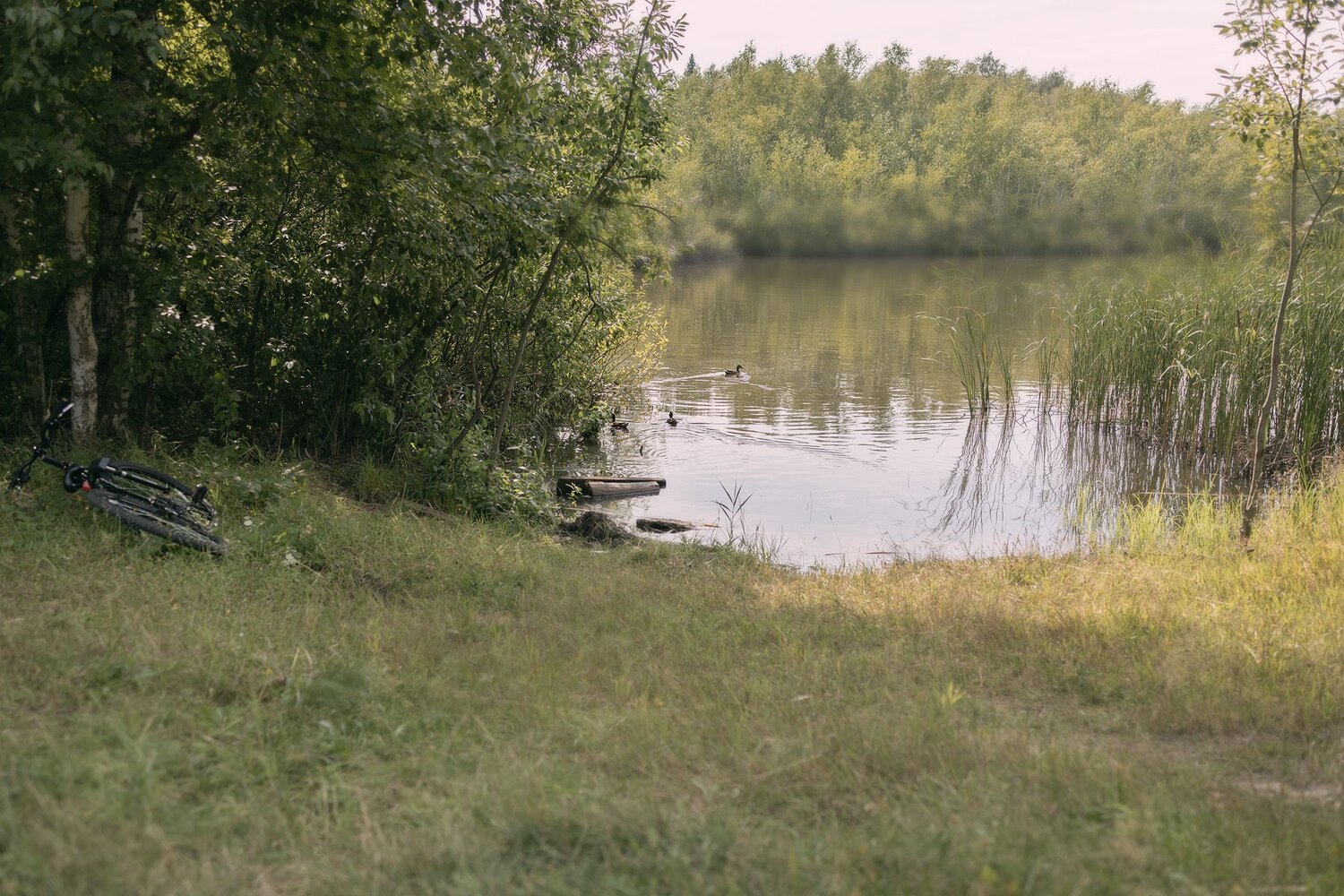 Photo #13957644