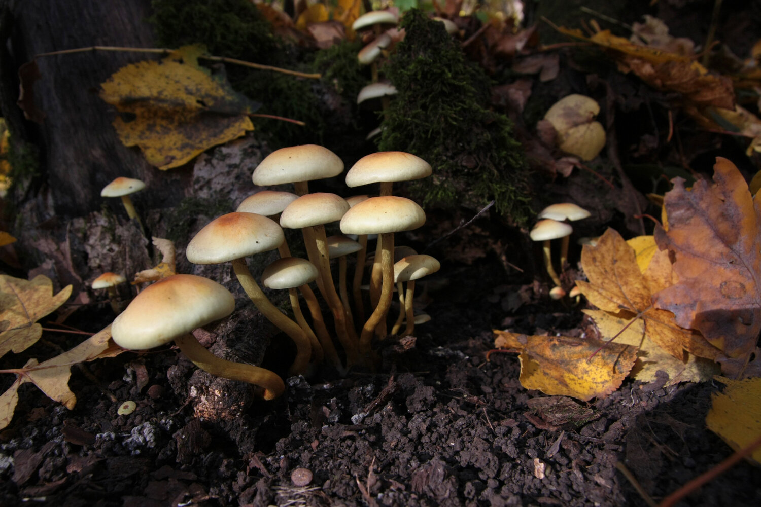 Photo #13957669