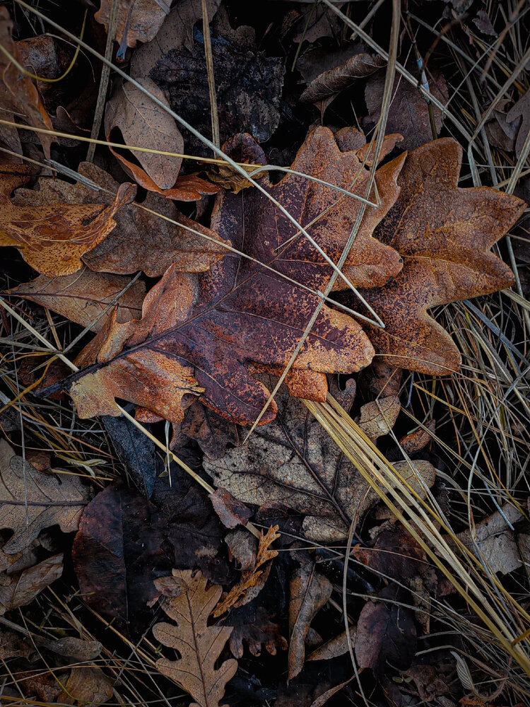 Photograph by Инна Иванова