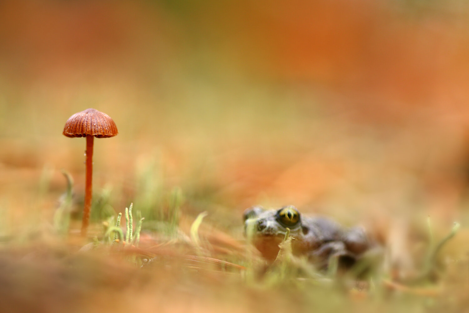 Growth observation