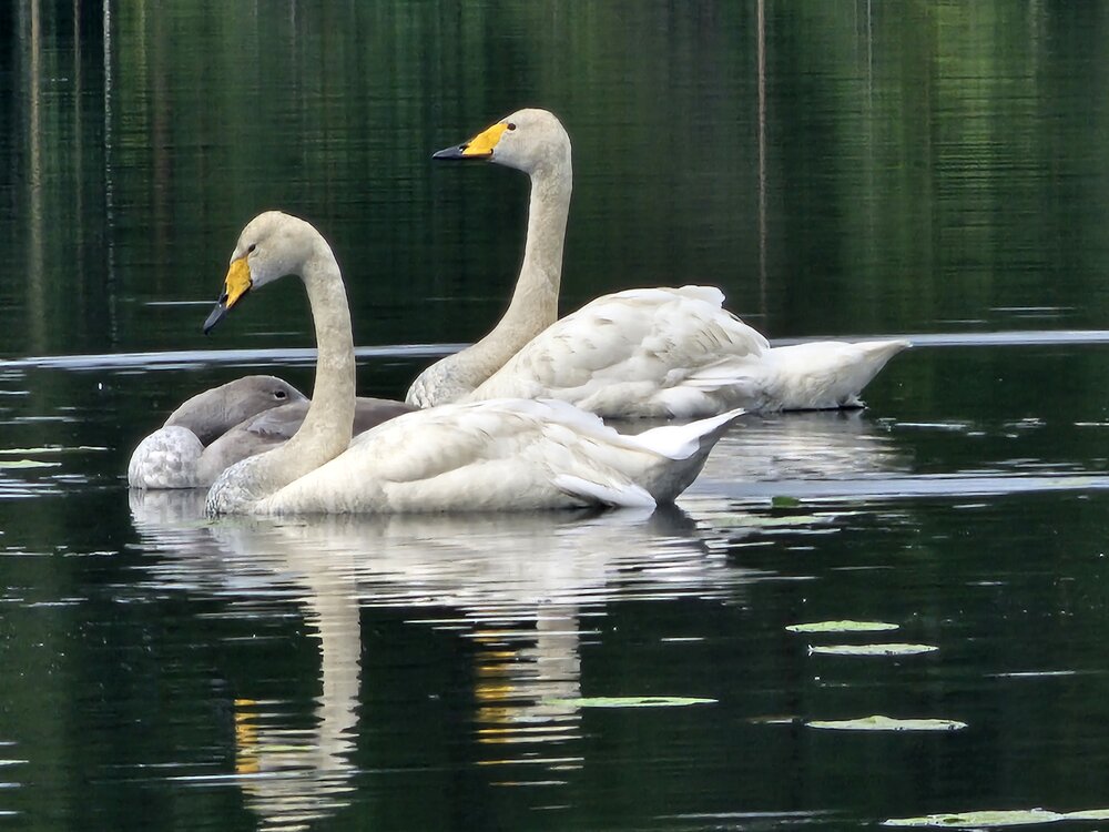 Photograph by mirja pasanen
